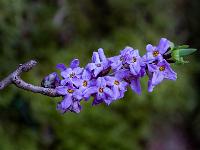Seidelbast Blütenansammlung